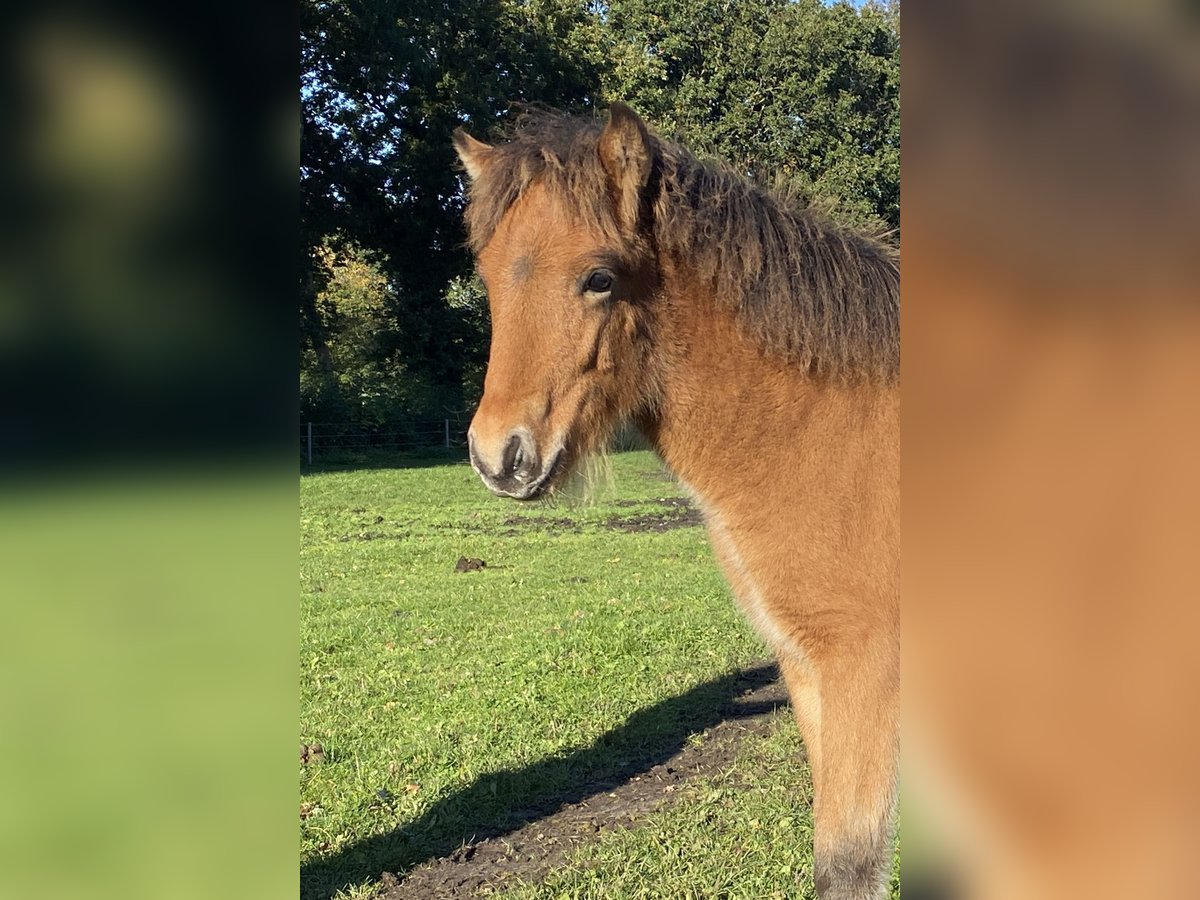 IJslander Hengst veulen (05/2024) Bruin in Wingst