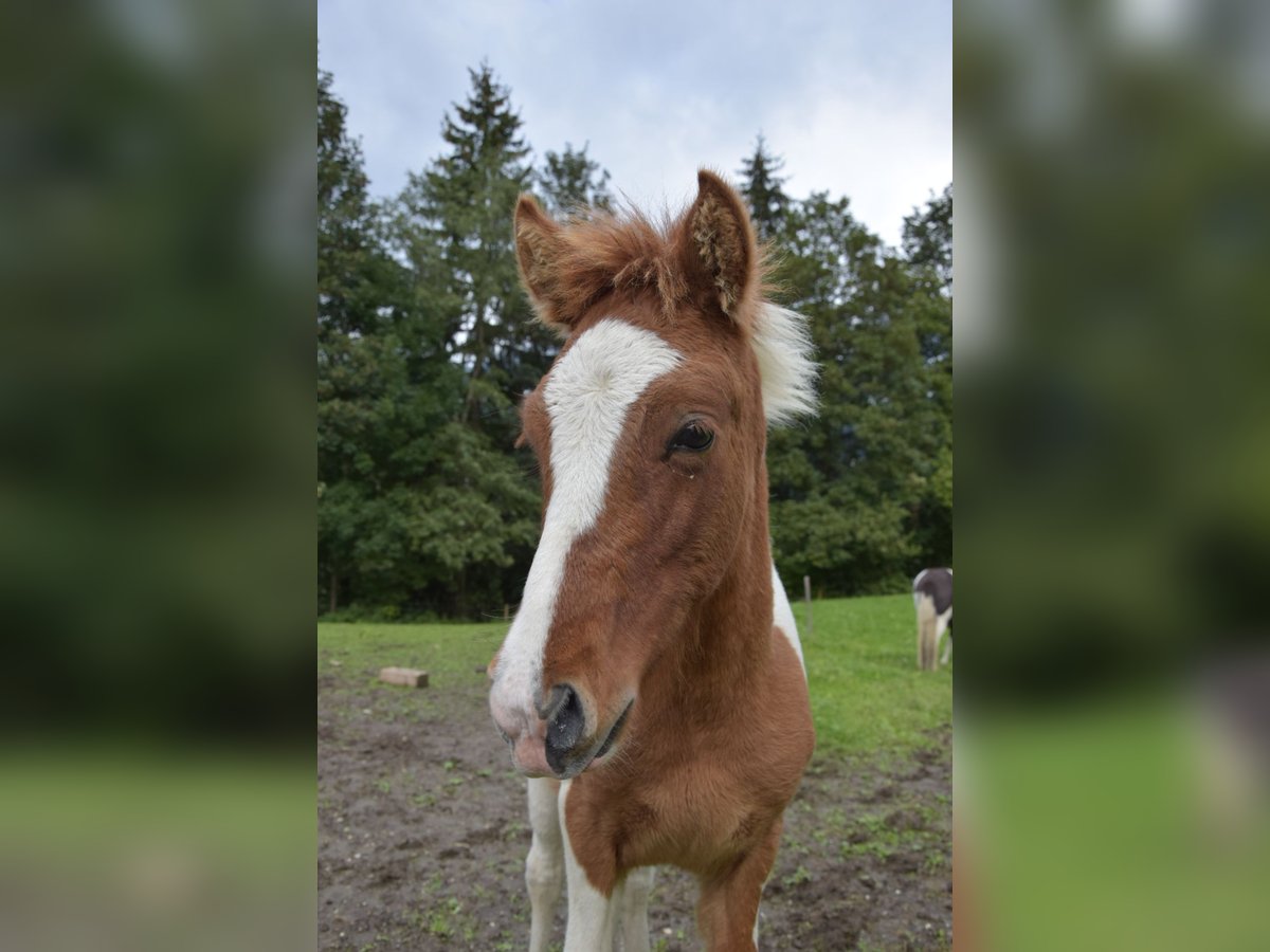 IJslander Hengst veulen (05/2024) Gevlekt-paard in Mittersill