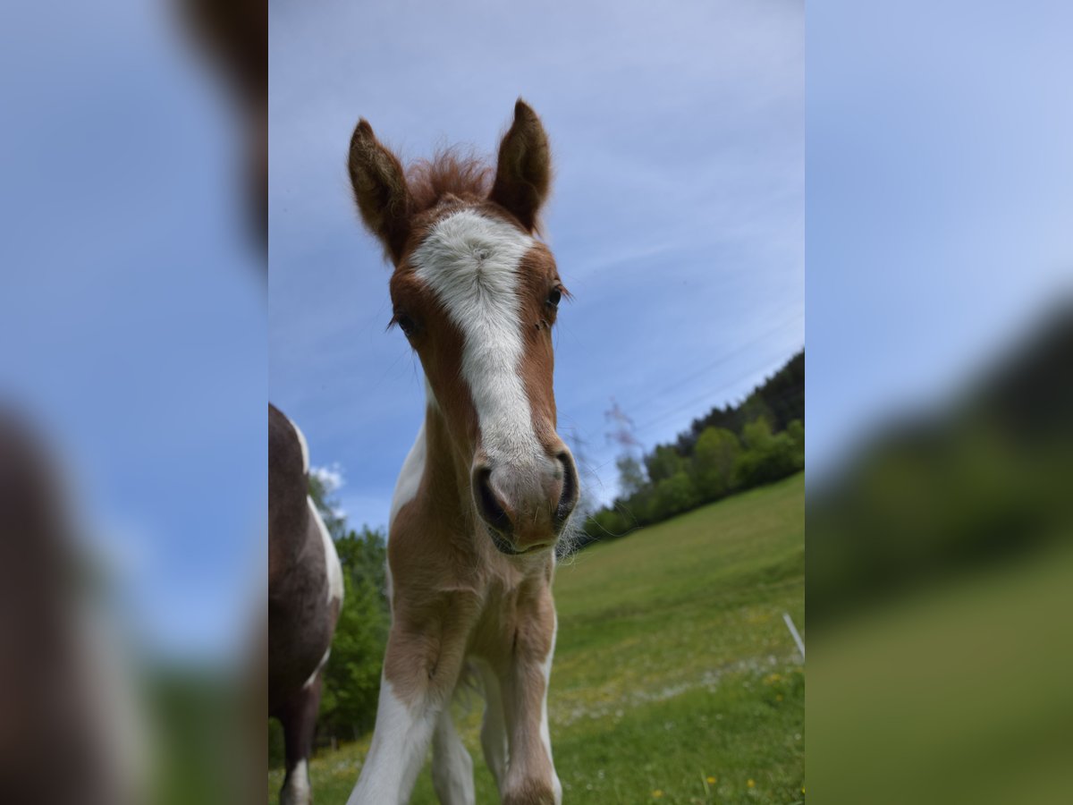 IJslander Hengst veulen (05/2024) Gevlekt-paard in Mittersill