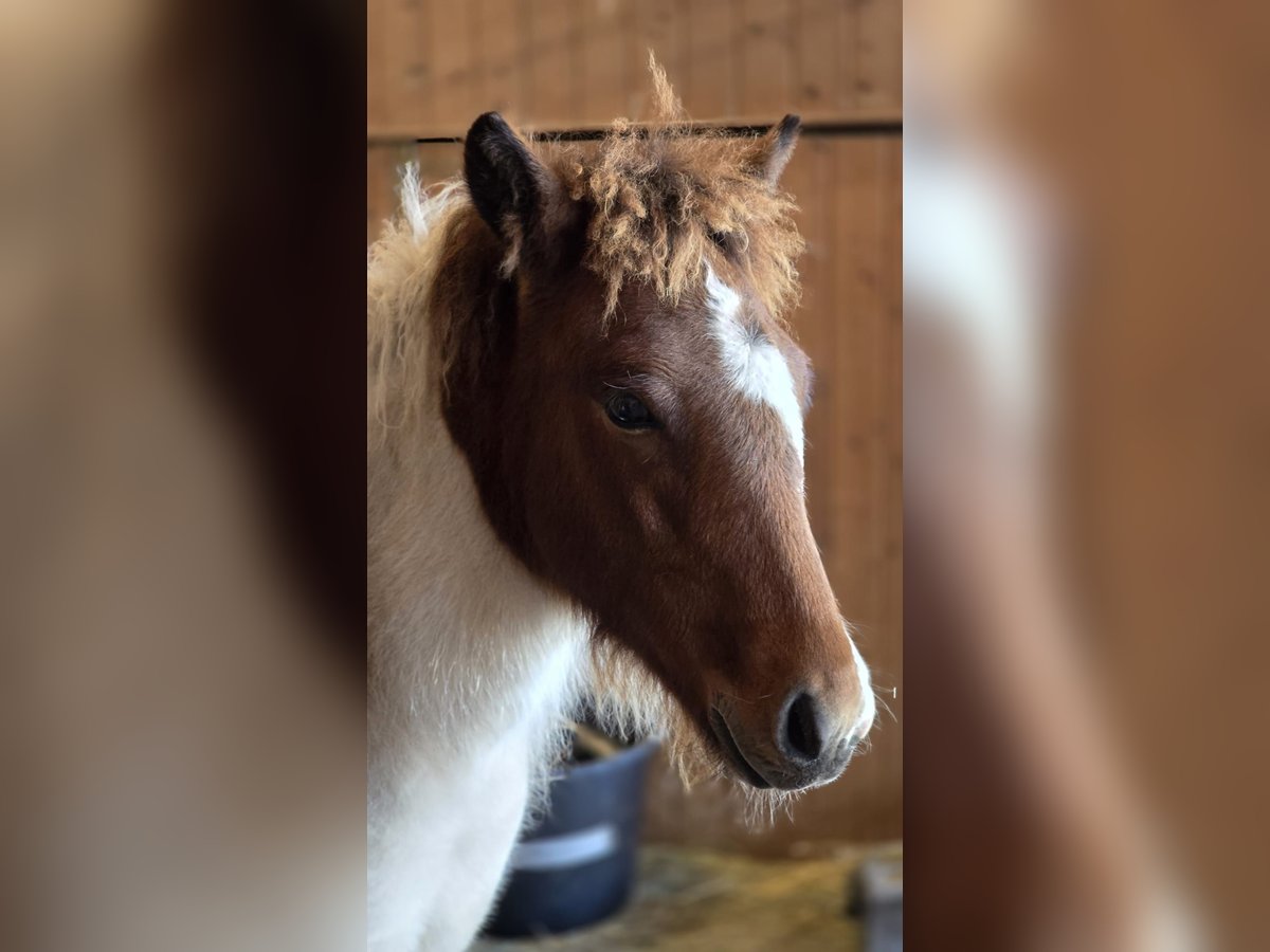 IJslander Hengst Veulen (05/2025) Gevlekt-paard in Friedberg