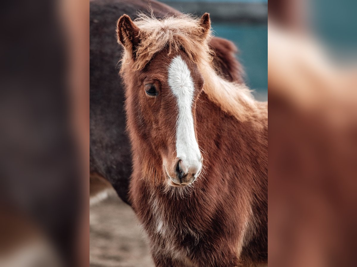 IJslander Hengst Veulen (07/2025) Vos in Deinsdorf