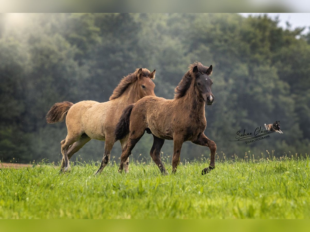 IJslander Hengst  Zwart in Wadern