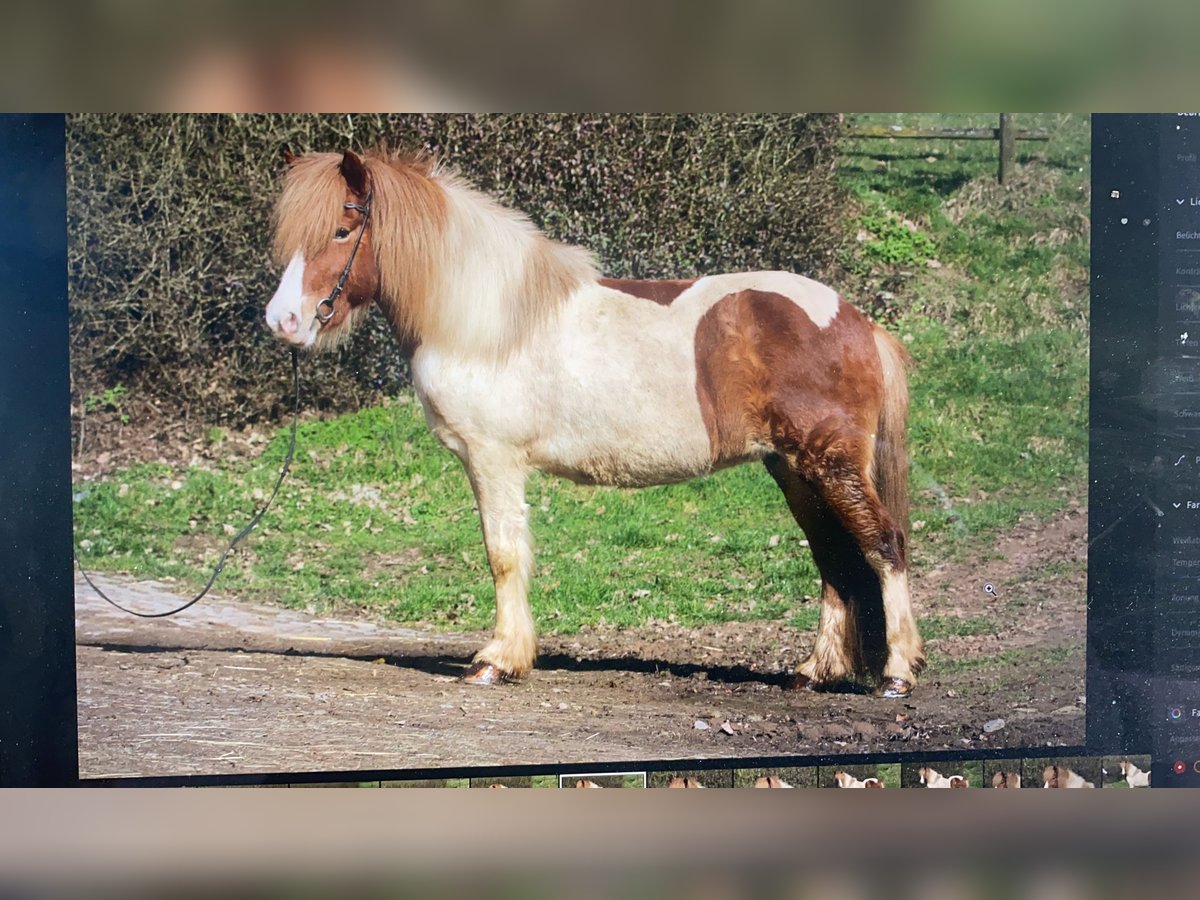 IJslander Merrie 10 Jaar 134 cm Gevlekt-paard in Heckenhof