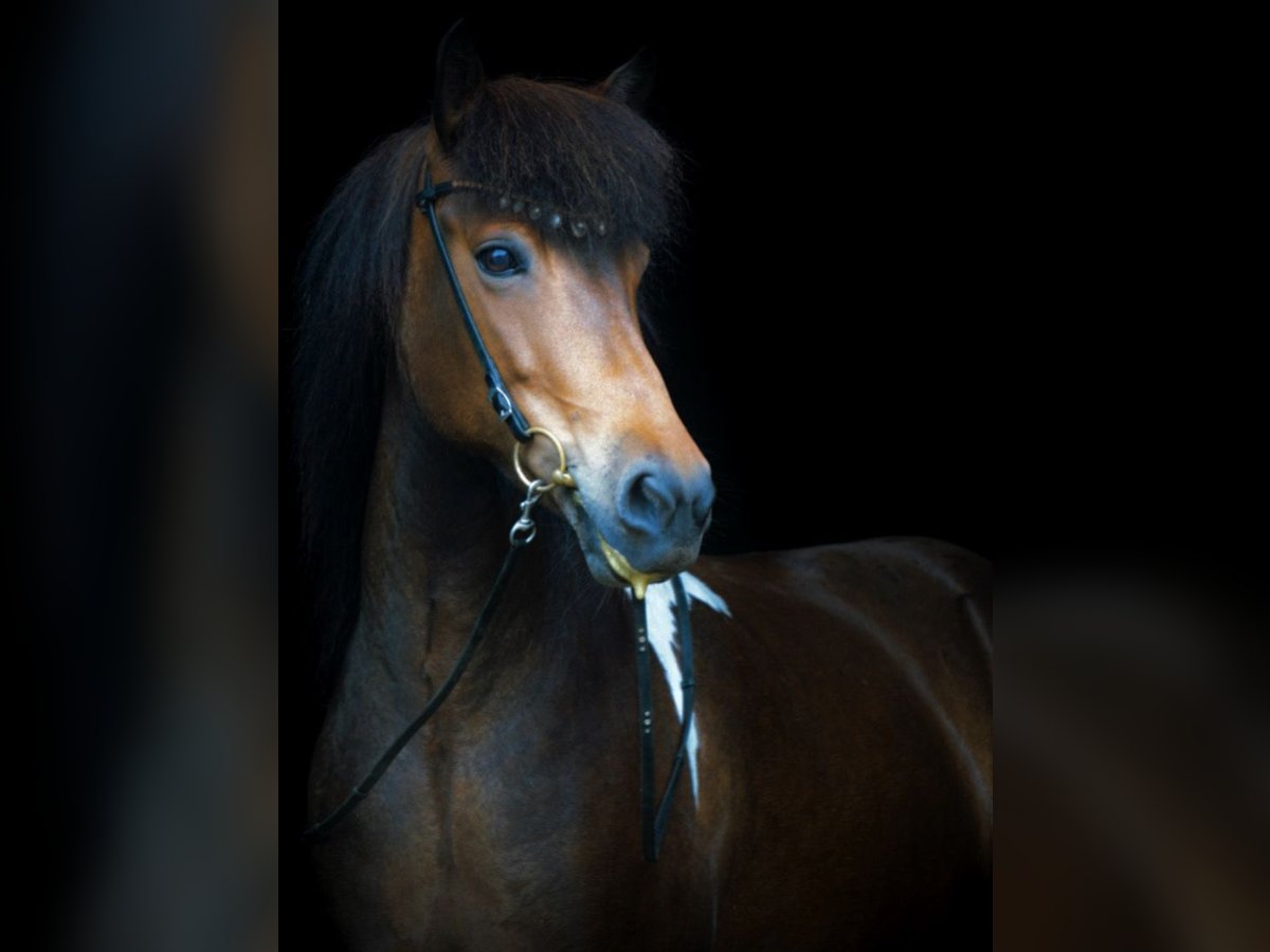 IJslander Merrie 10 Jaar 137 cm Gevlekt-paard in Münster