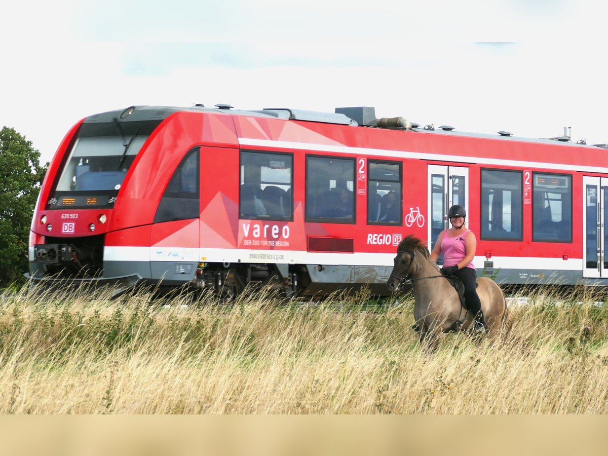 IJslander Merrie 10 Jaar 142 cm Falbe in Euskirchen