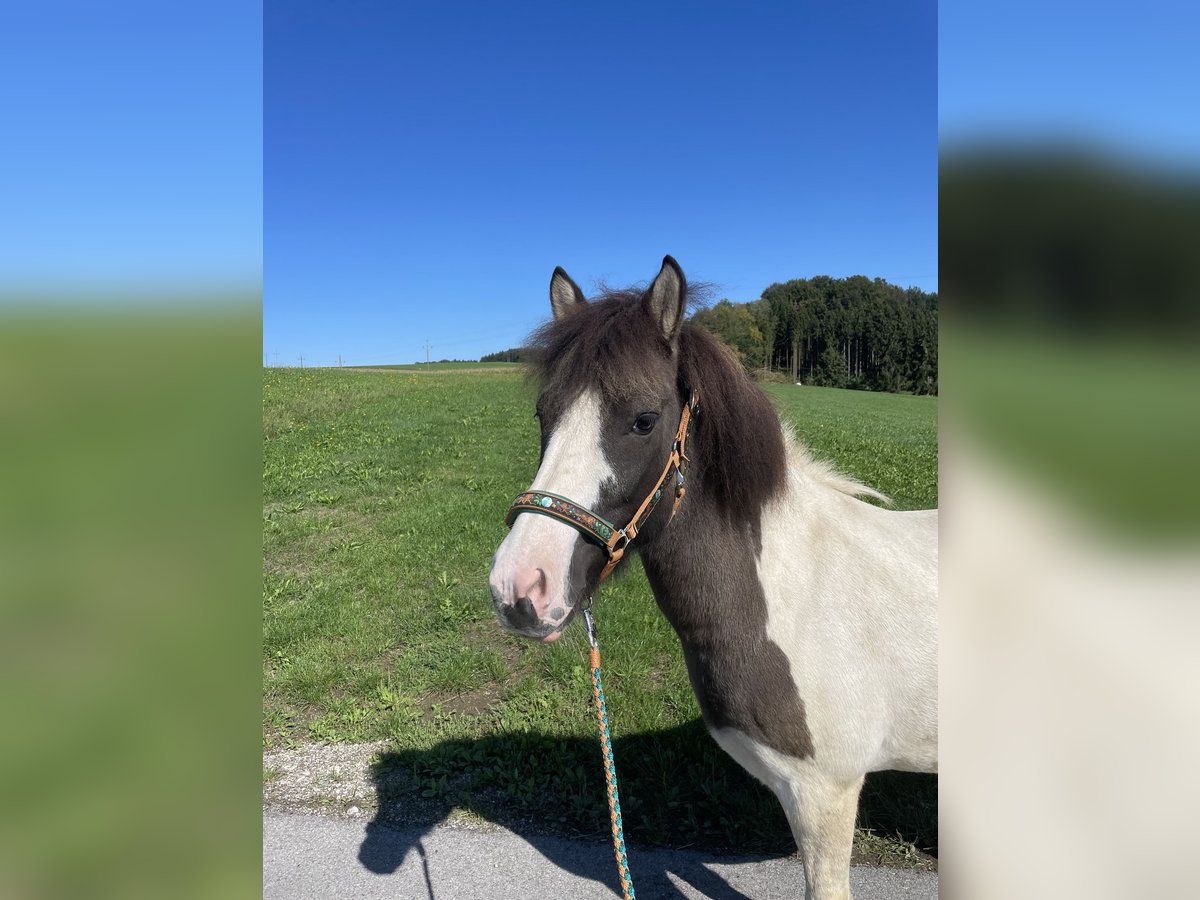 IJslander Merrie 10 Jaar Falbe in Straßwalchen