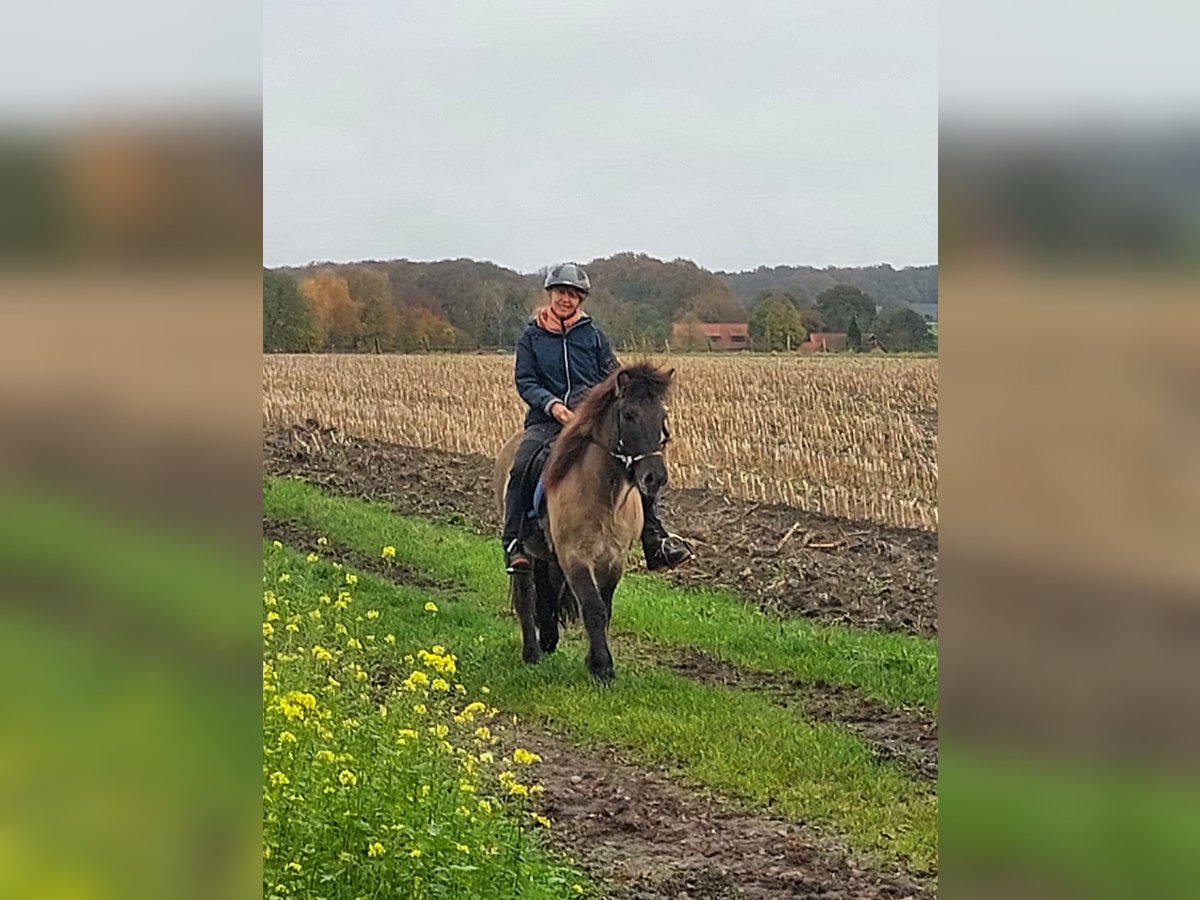 IJslander Merrie 11 Jaar 138 cm Falbe in Dorsten