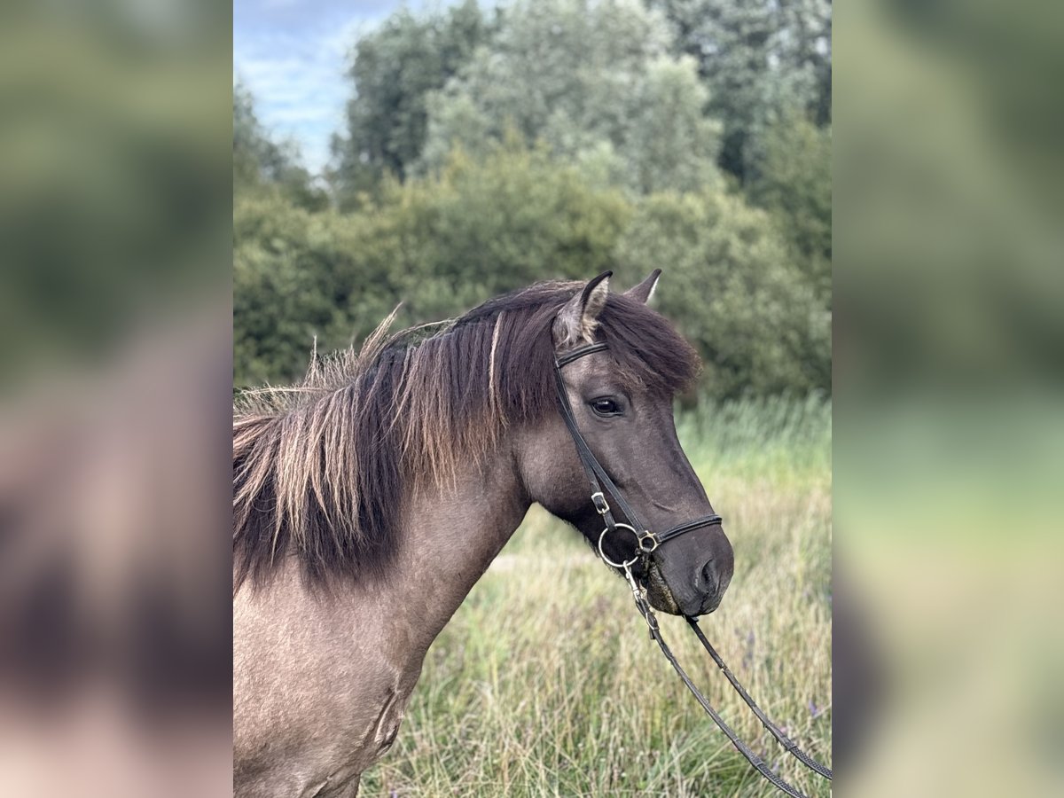 IJslander Merrie 11 Jaar 138 cm Grullo in Schermbeck
