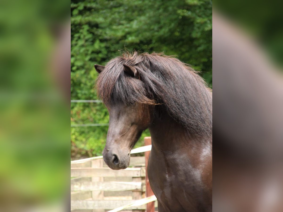 IJslander Merrie 11 Jaar 145 cm Zwart in Ermelo