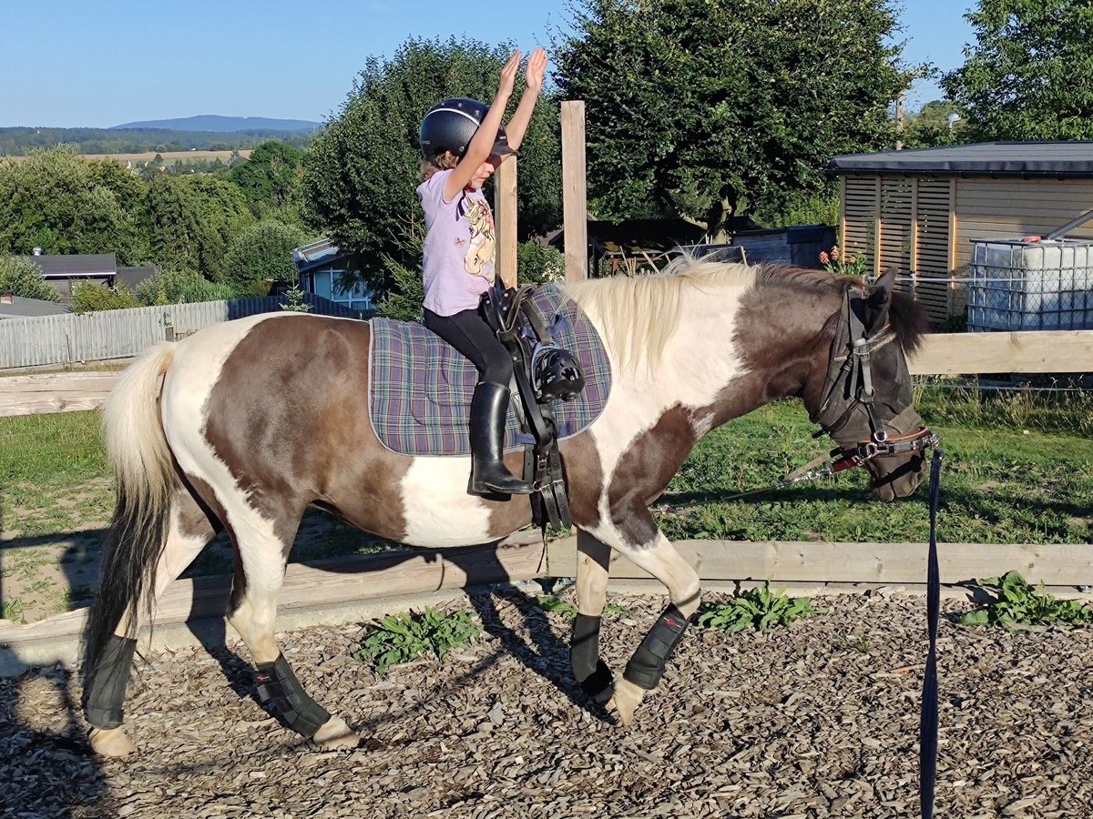 IJslander Mix Merrie 12 Jaar 134 cm Gevlekt-paard in Pfaffengrün