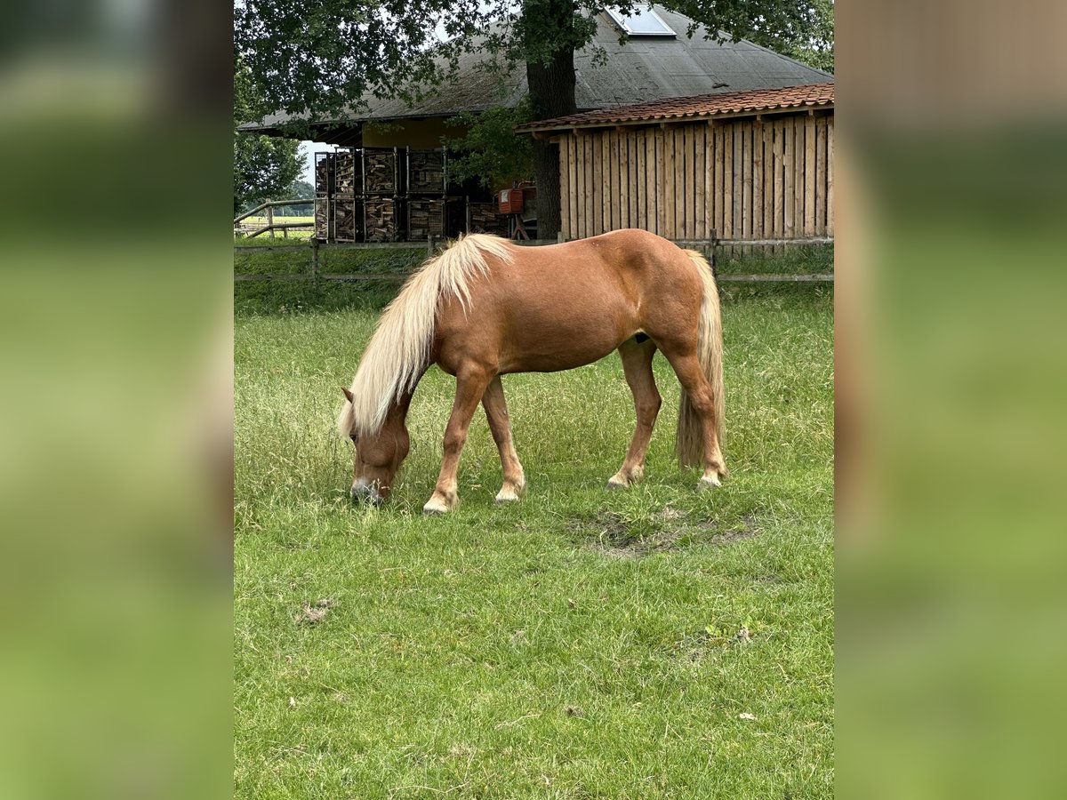 IJslander Merrie 13 Jaar 137 cm Vos in SarstedtSarstedt