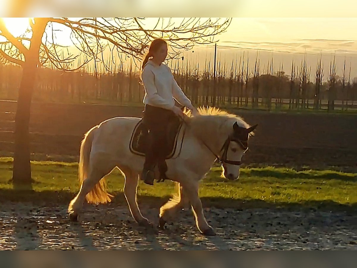 IJslander Merrie 14 Jaar 132 cm Cremello in Kaarst