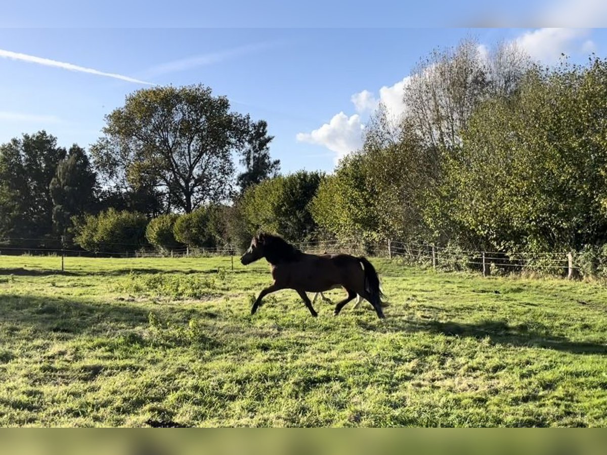 IJslander Merrie 14 Jaar 133 cm Bruin in Reinfeld (Holstein)R