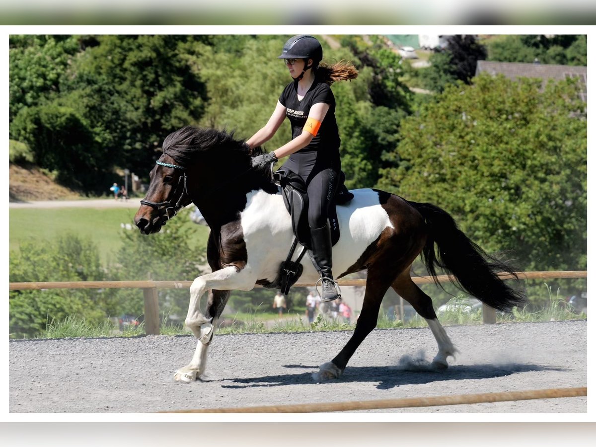 IJslander Merrie 14 Jaar 137 cm Gevlekt-paard in Meckenbeuren
