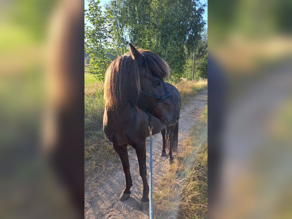 IJslander Merrie 14 Jaar 140 cm Zwart in Usingen