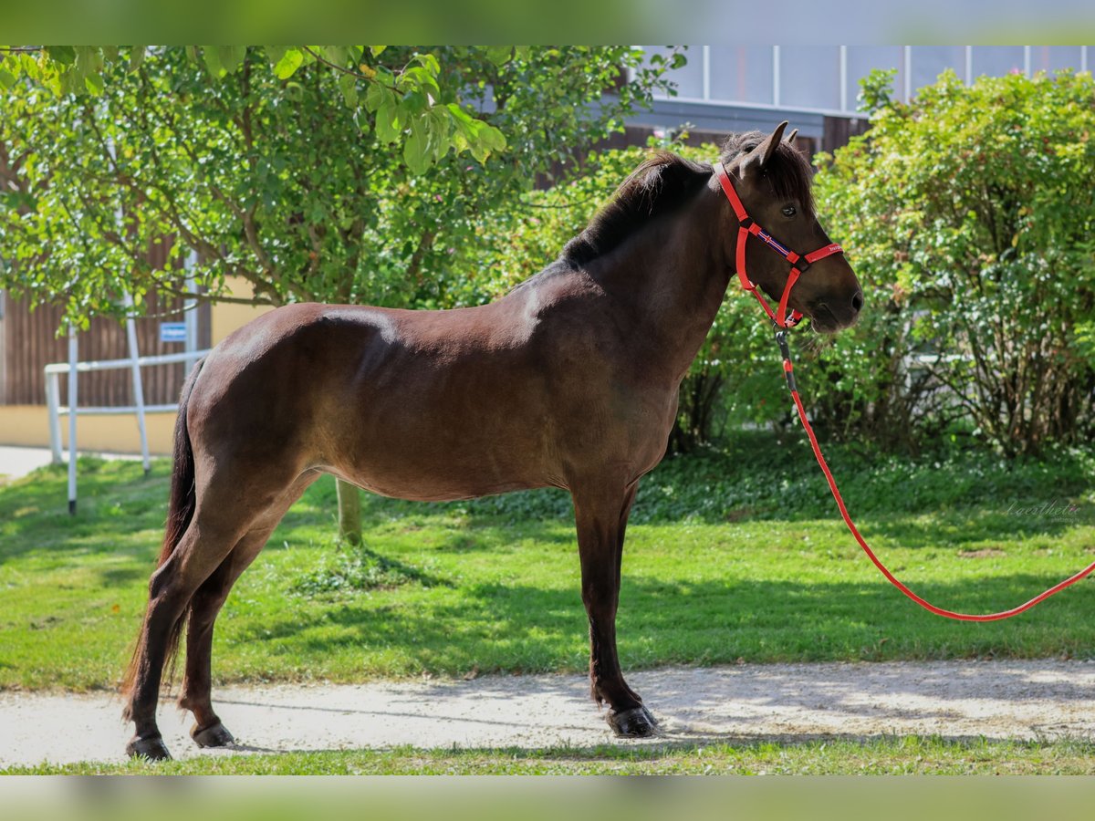 IJslander Merrie 15 Jaar Zwartbruin in Straßwalchen