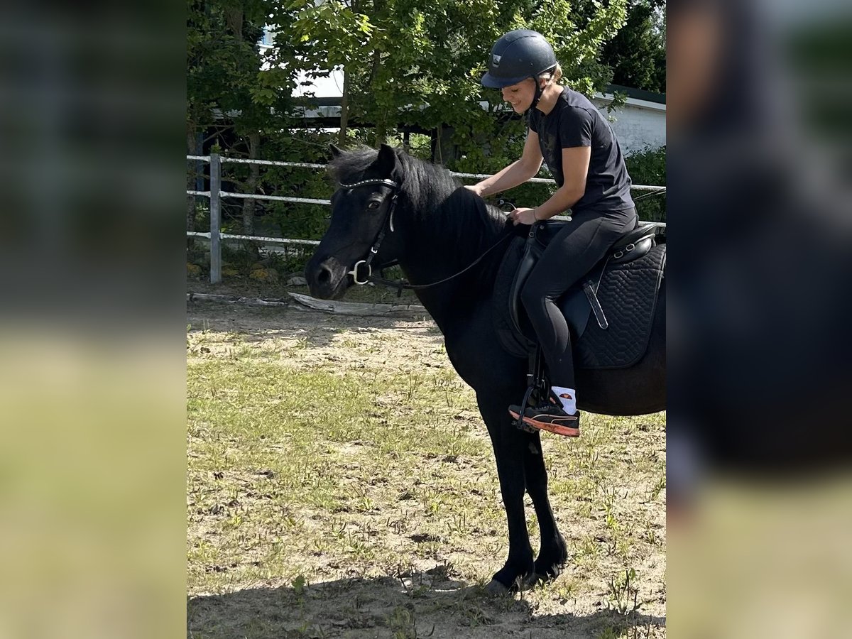 IJslander Merrie 16 Jaar 131 cm Zwart in Kirchn&#xFC;chel