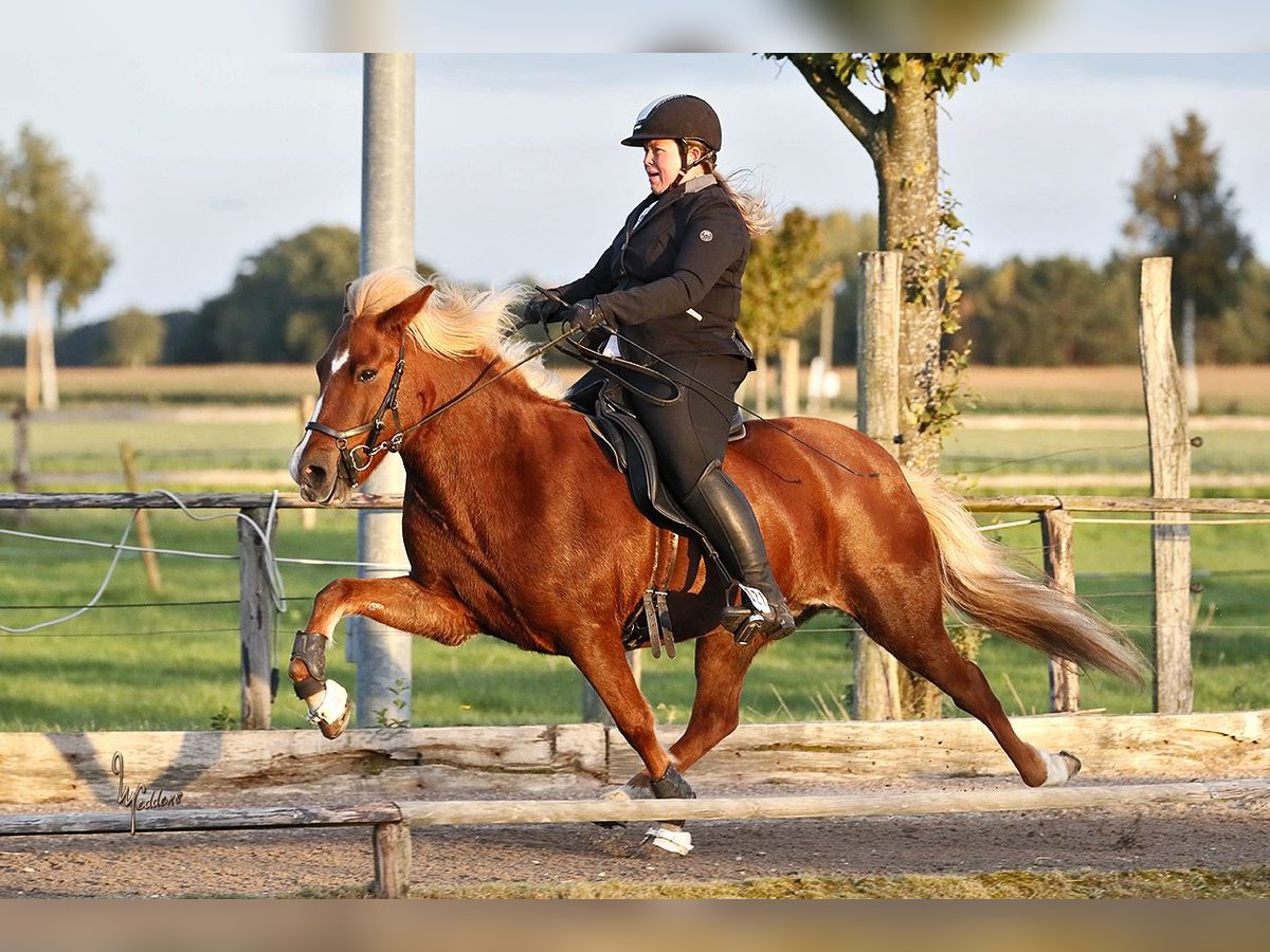 IJslander Merrie 16 Jaar 142 cm Donkere-vos in Seevetal