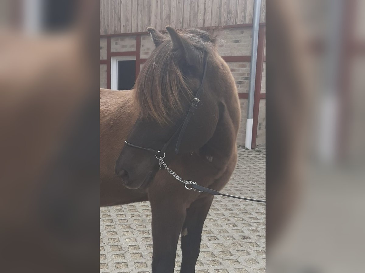 IJslander Merrie 16 Jaar 144 cm Gevlekt-paard in Königswinter