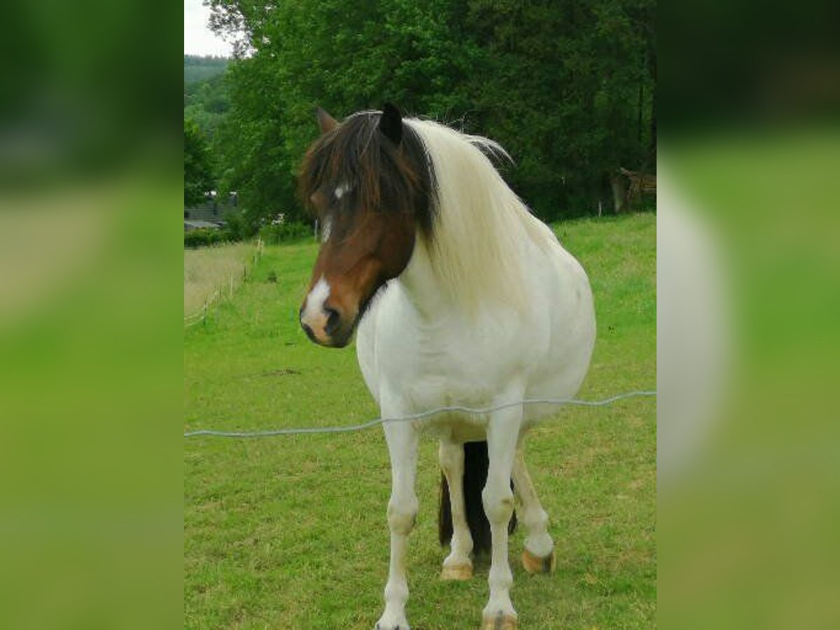 IJslander Merrie 17 Jaar 138 cm Gevlekt-paard in Windeck