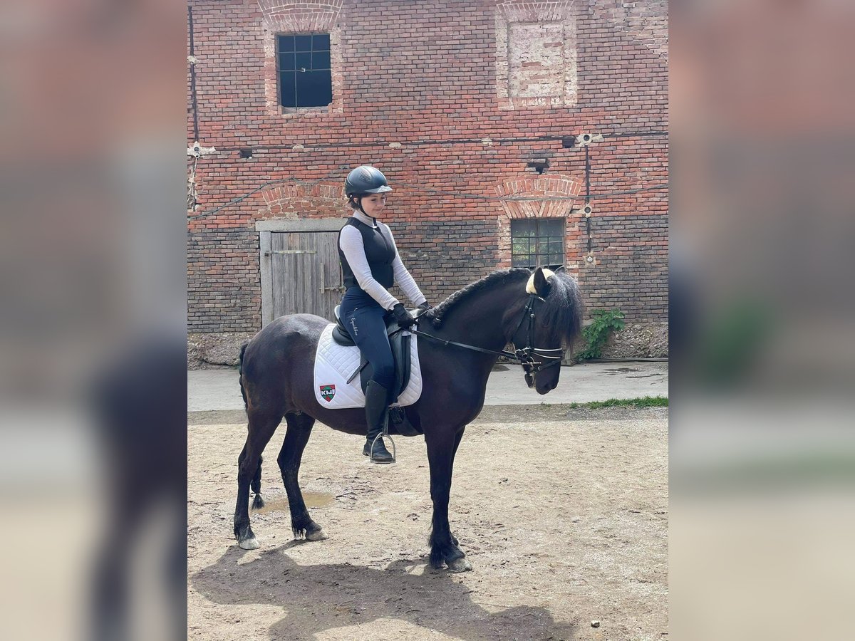 IJslander Merrie 17 Jaar 145 cm Donkerbruin in Weichstetten