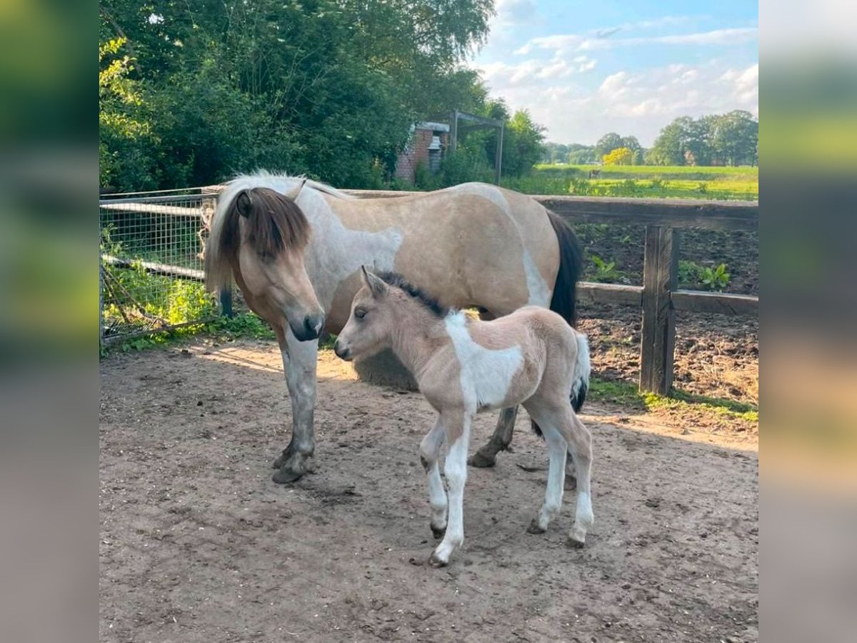 IJslander Merrie 1 Jaar 140 cm Buckskin in Südlohn