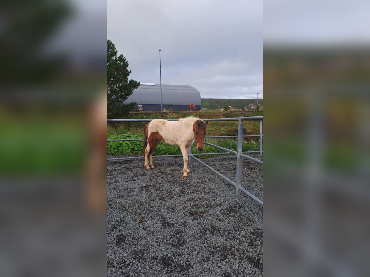 IJslander Merrie 1 Jaar Gevlekt-paard in Hafnarfj&#xF6;r&#xF0;ur