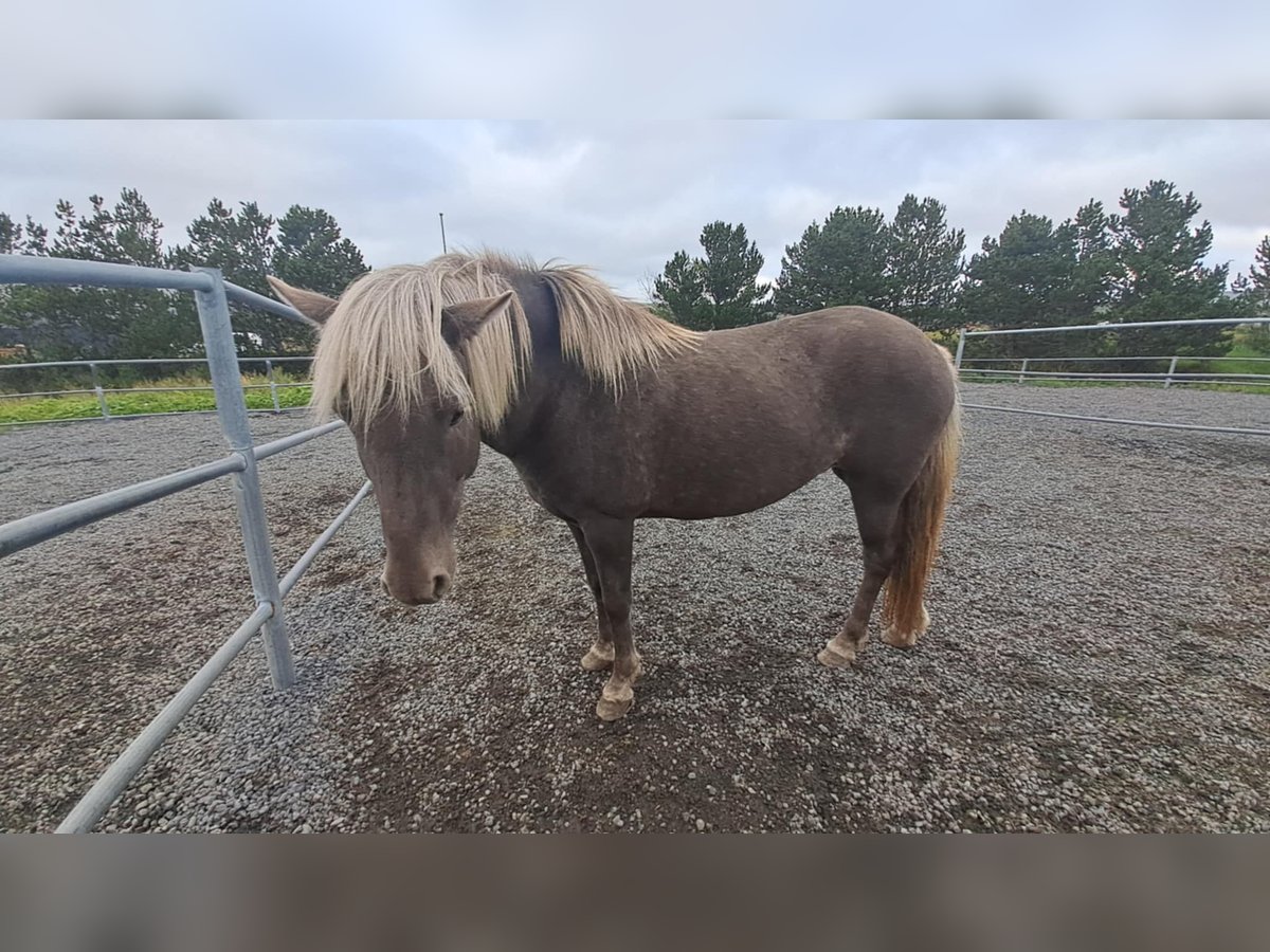 IJslander Merrie 1 Jaar Zwartbruin in Hafnarfj&#xF6;r&#xF0;ur