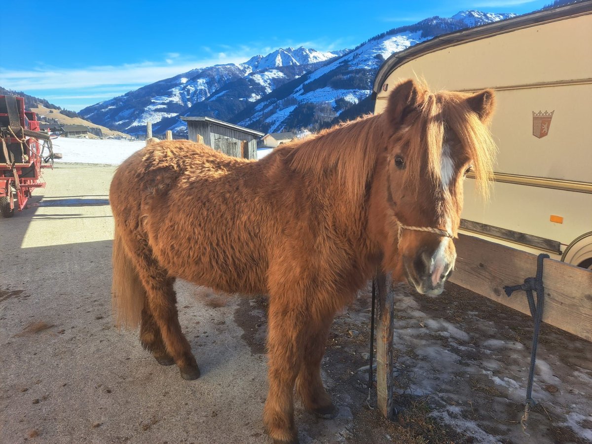 IJslander Merrie 23 Jaar in Obertilliach