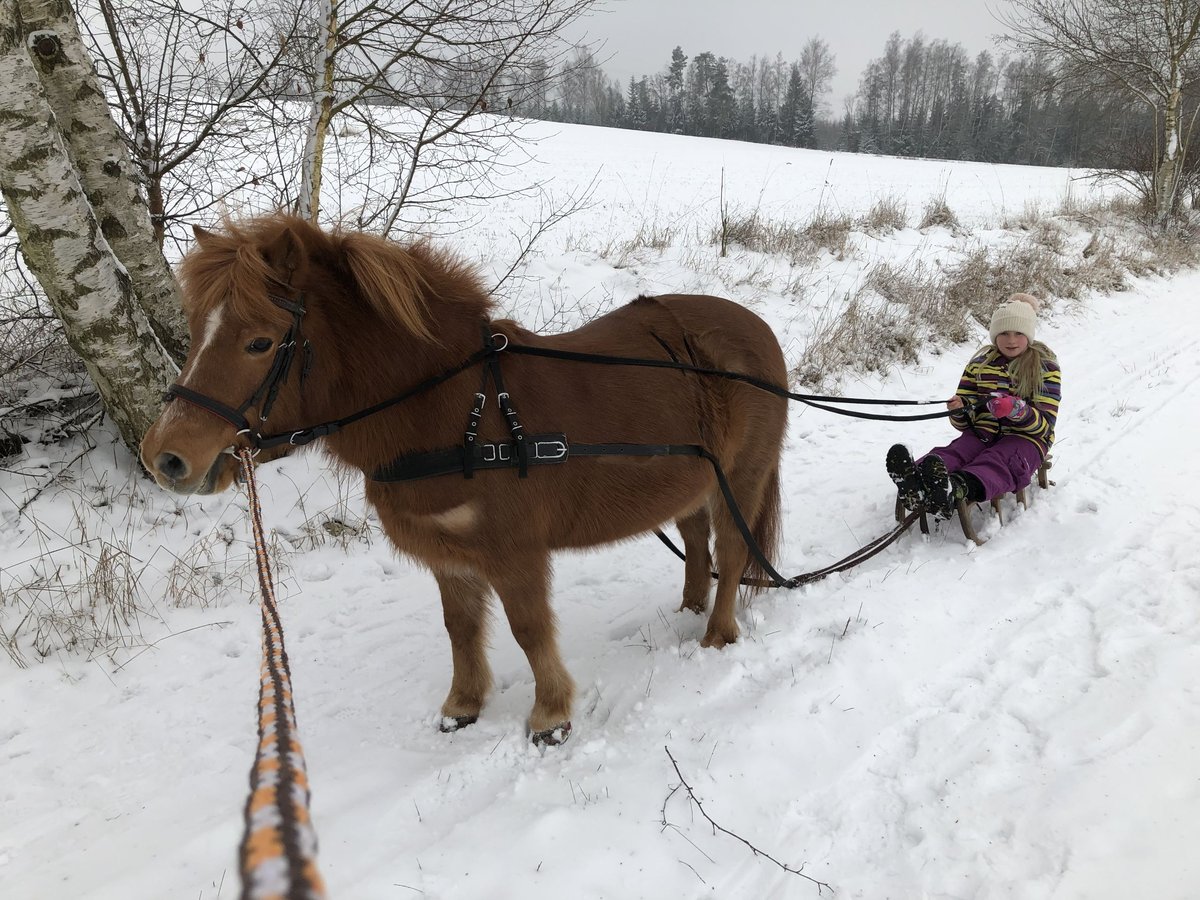 IJslander Mix Merrie 24 Jaar 112 cm Vos in Pullenreuth