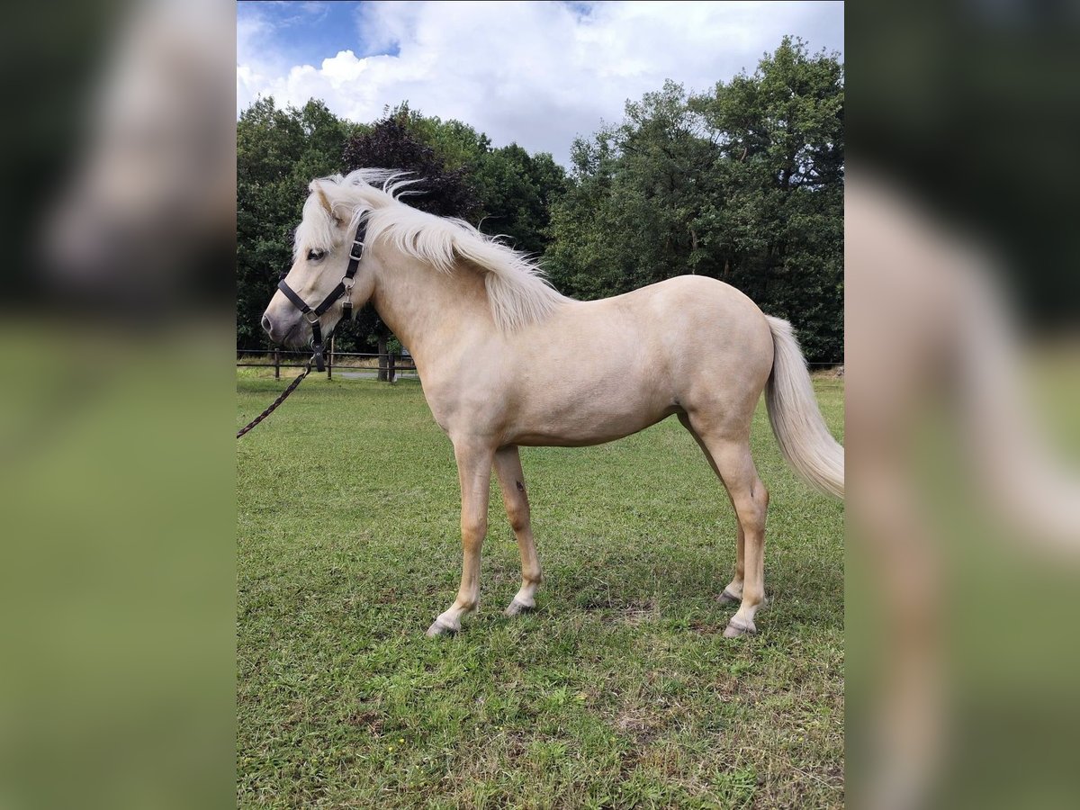 IJslander Merrie 2 Jaar 130 cm Palomino in NetphenNetphen