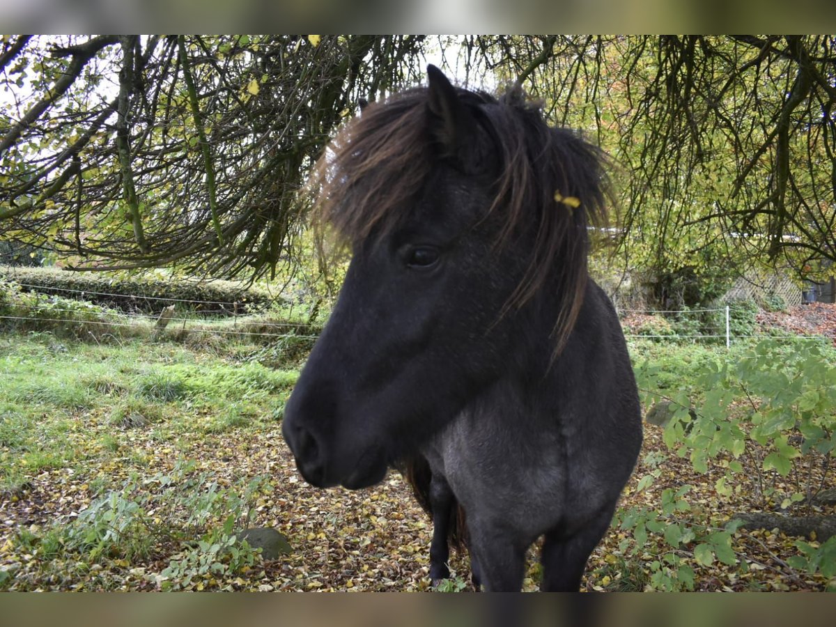 IJslander Merrie 2 Jaar 135 cm Roan-Bay in Osterby