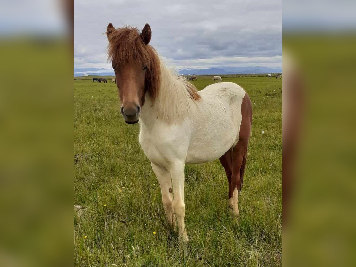 IJslander Merrie 2 Jaar Gevlekt-paard in Reykjavik