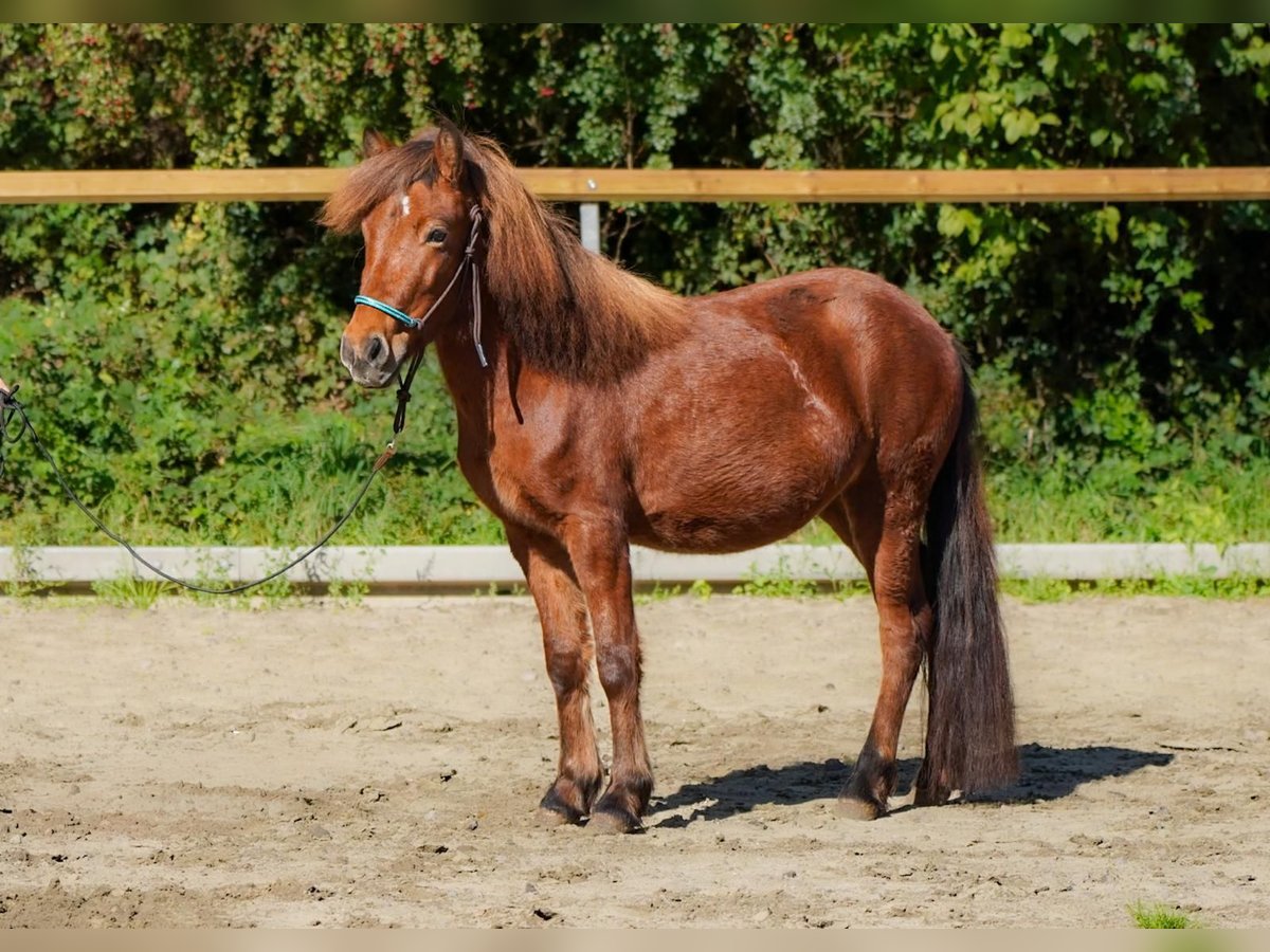 IJslander Merrie 3 Jaar 121 cm Bruin in Euskirchen