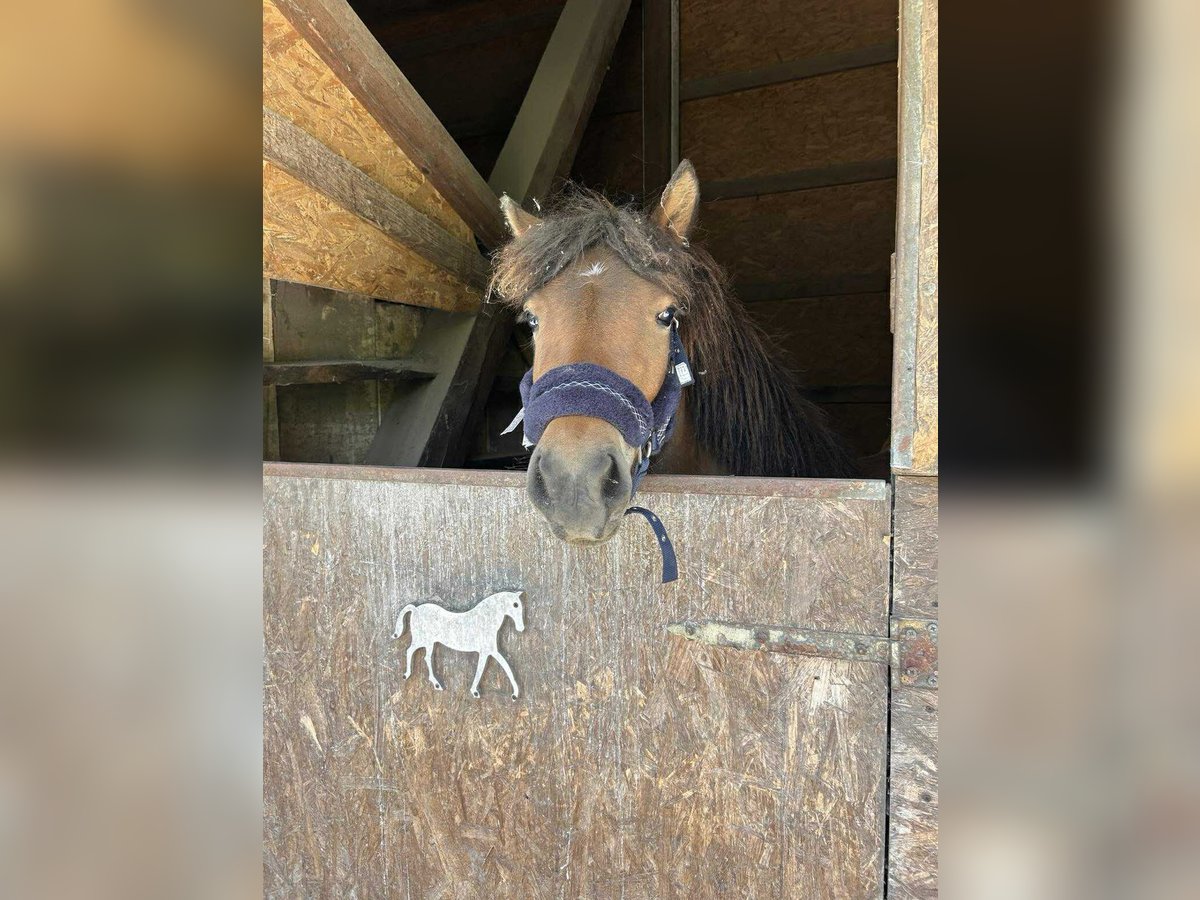 IJslander Merrie 3 Jaar 136 cm Roodbruin in Tata