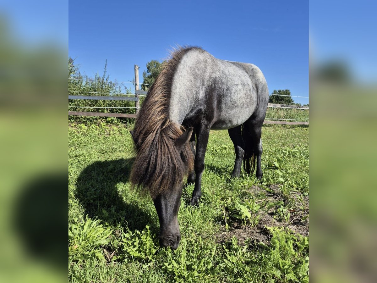 IJslander Merrie 3 Jaar 140 cm Roan-Blue in Zossen