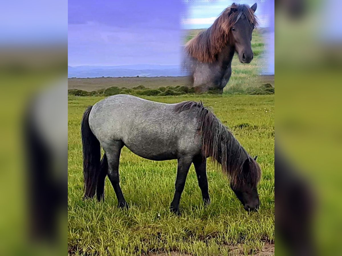 IJslander Merrie 3 Jaar Roan-Blue in Kirkjubæjarklaustur