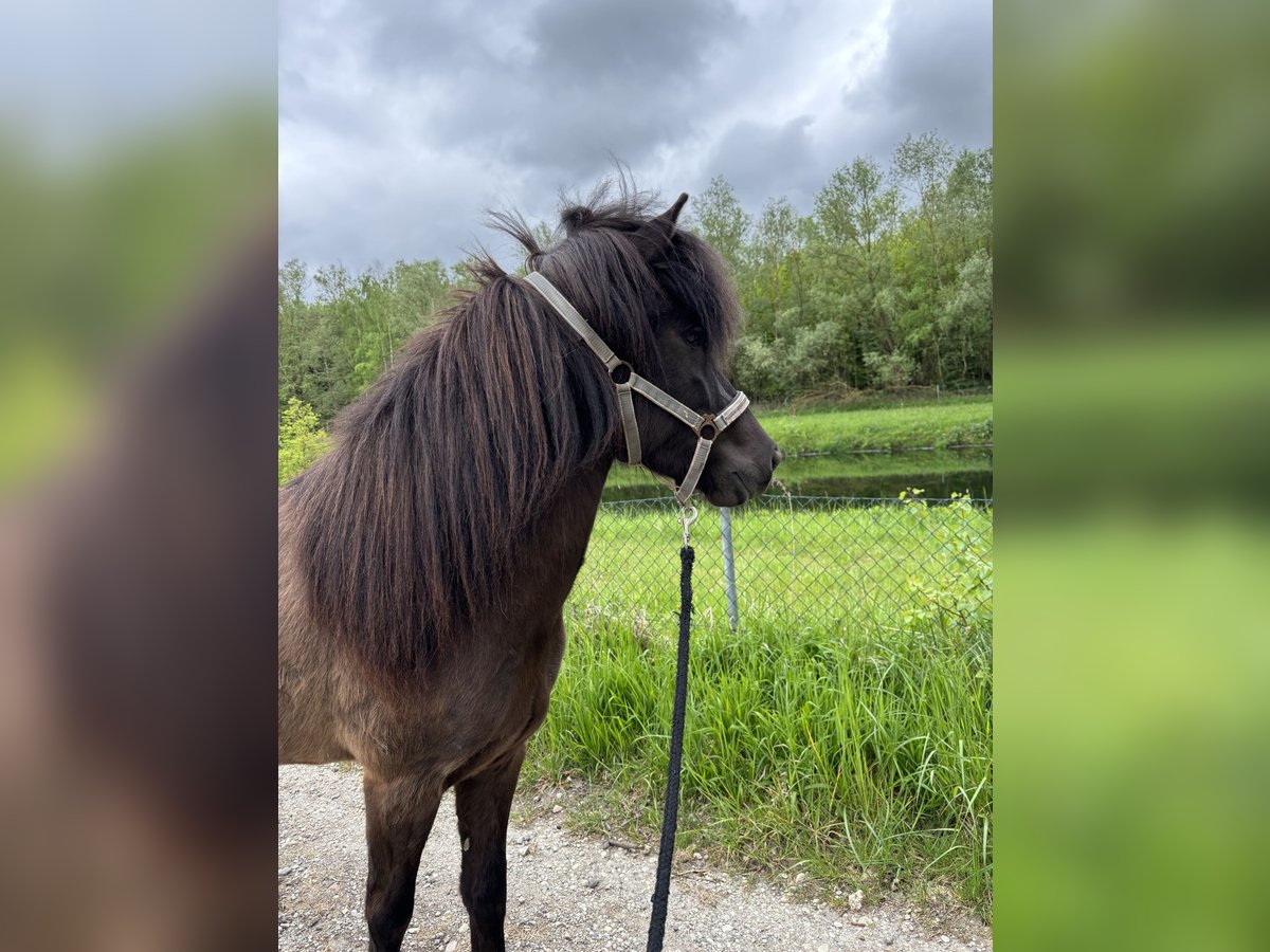 IJslander Merrie 5 Jaar 136 cm Zwartbruin in Kumhausen