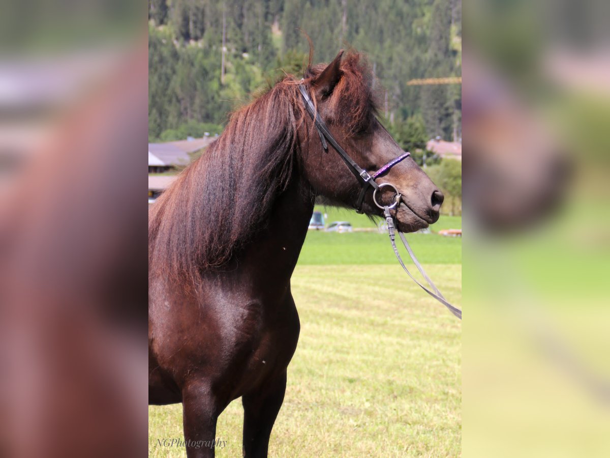 IJslander Merrie 5 Jaar 147 cm Zwart in Elbigenalp