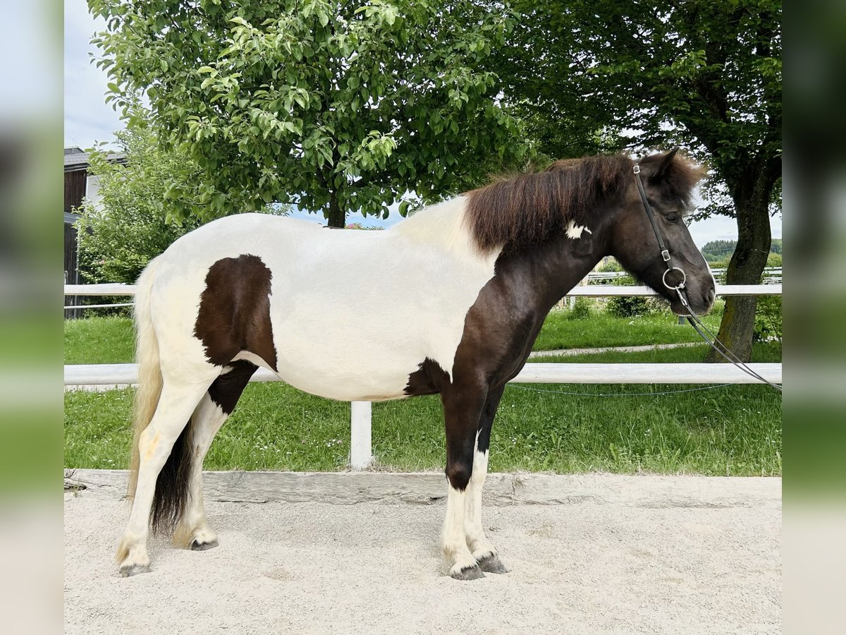 IJslander Merrie 5 Jaar Gevlekt-paard in Straßwalchen