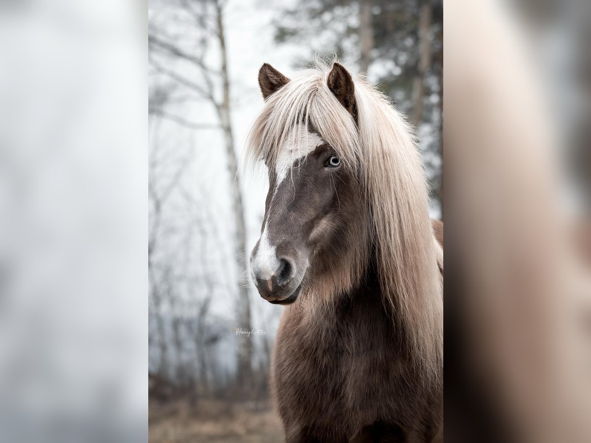 IJslander Merrie 6 Jaar 130 cm in Ribbesbüttel