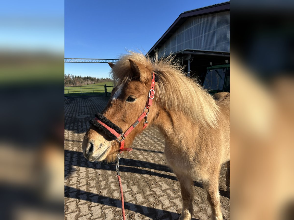 IJslander Merrie 6 Jaar 138 cm Falbe in Fronreute