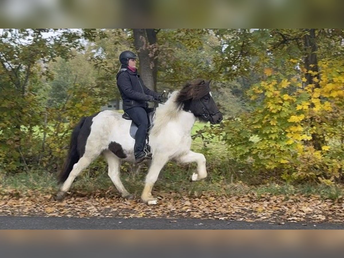 IJslander Merrie 6 Jaar 138 cm Gevlekt-paard in Schneverdingen