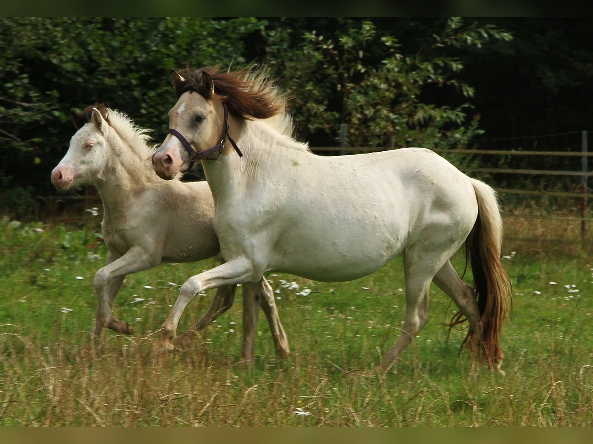 IJslander Merrie 6 Jaar 140 cm Gevlekt-paard in Saarland