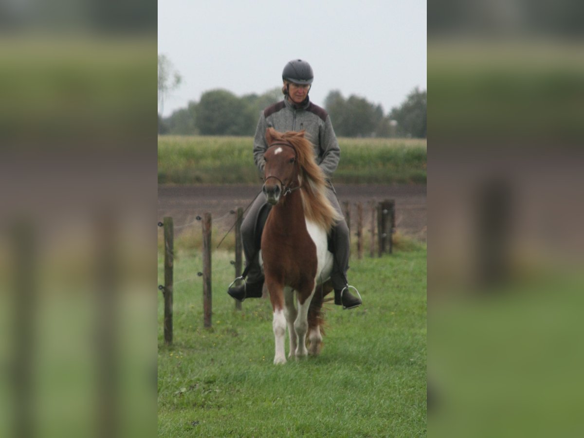 IJslander Merrie 6 Jaar 140 cm Gevlekt-paard in Südlohn IJslander Merrie 6 Jaar 140 cm Gevlekt-paard in Südlohn