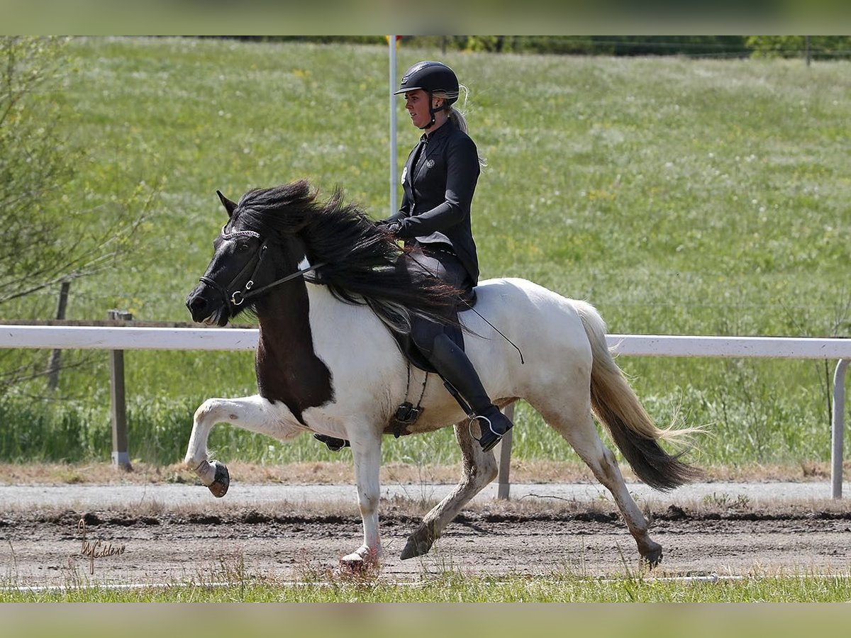 IJslander Merrie 6 Jaar 142 cm Gevlekt-paard in Dohm-Lammersdorf