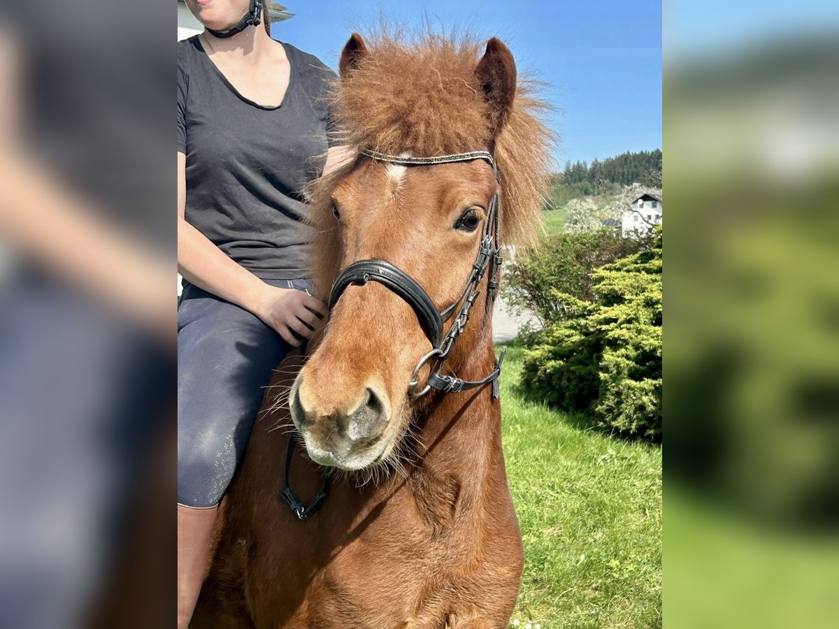 IJslander Merrie 6 Jaar 143 cm Vos in Pelmberg