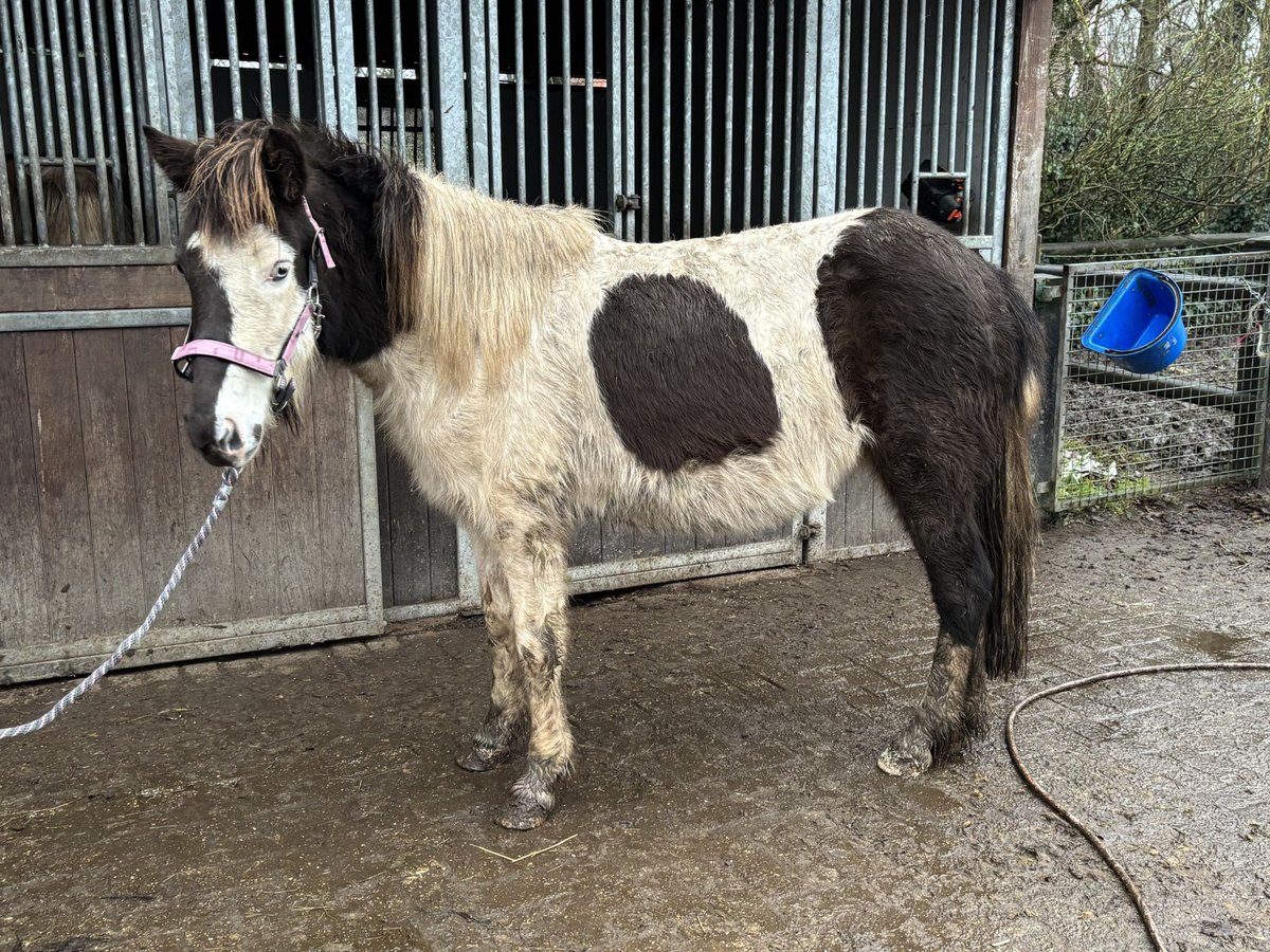 IJslander Merrie 7 Jaar 130 cm Gevlekt-paard in Südlohn