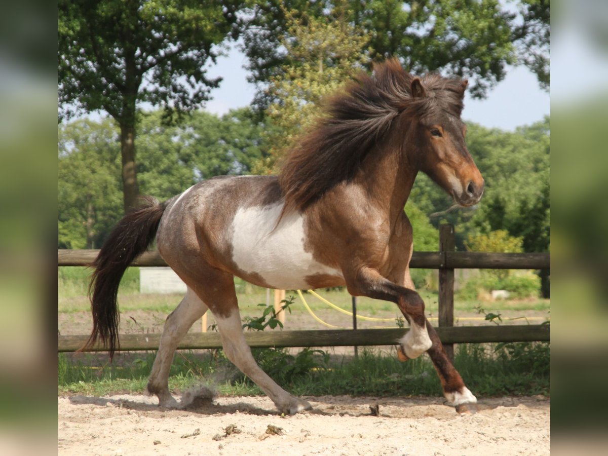 IJslander Merrie 7 Jaar 138 cm Gevlekt-paard in S&#xFC;dlohn