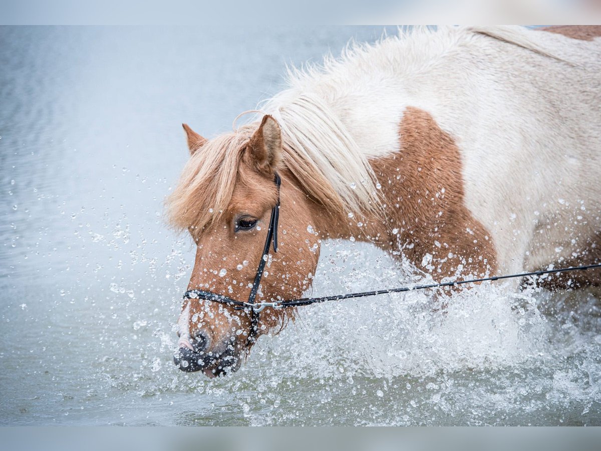 IJslander Merrie 7 Jaar 142 cm Gevlekt-paard in Lehmrade